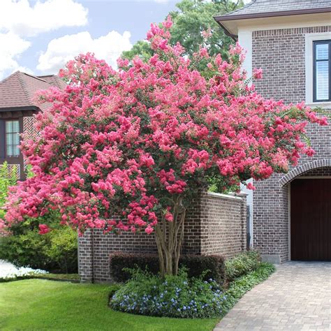 Tips for Pruning and Maintaining Messy Vermilion Witchcraft Crape Myrtle
